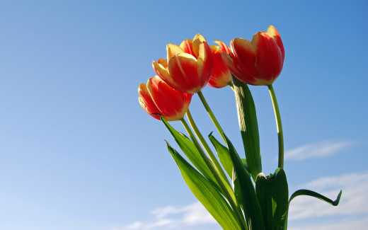 488971 (a): :2560x1600